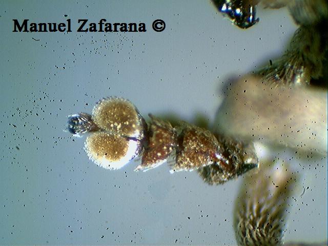 Gonipterus cfr. scutellatus (Curculionidae)